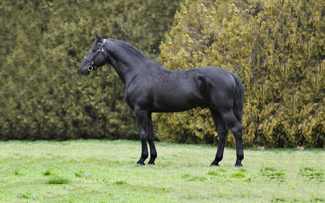 A Ménesbirtok a XXIV. Alföldi Állattenyésztési és Mezőgazda Napokon