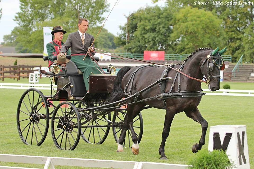 MEZŐHEGYES NONIUS-14 VEZÉR a délelőtt legjobb magyar fiatal lova