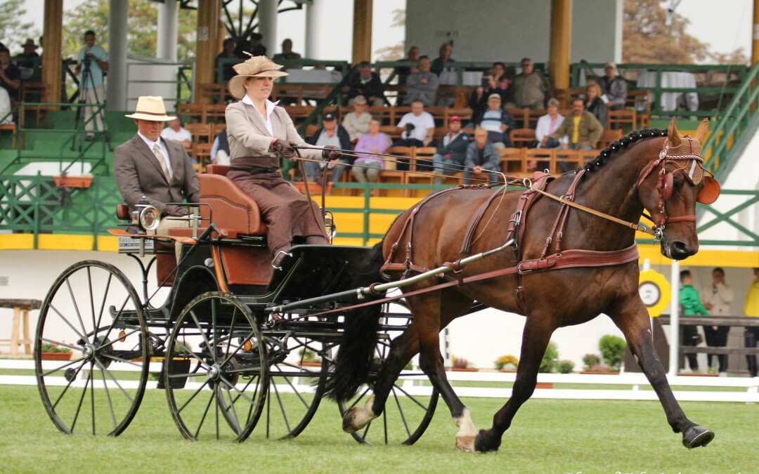 Német győzelem a 7 éves fiatal lovaknál