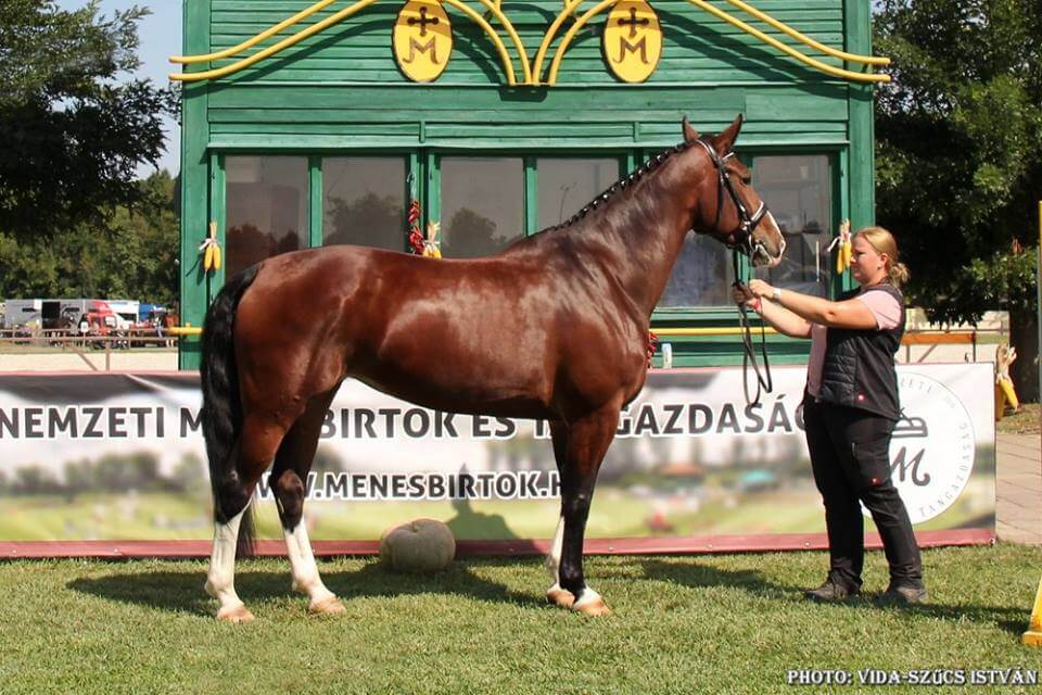 A világbajnokságon induló lovak