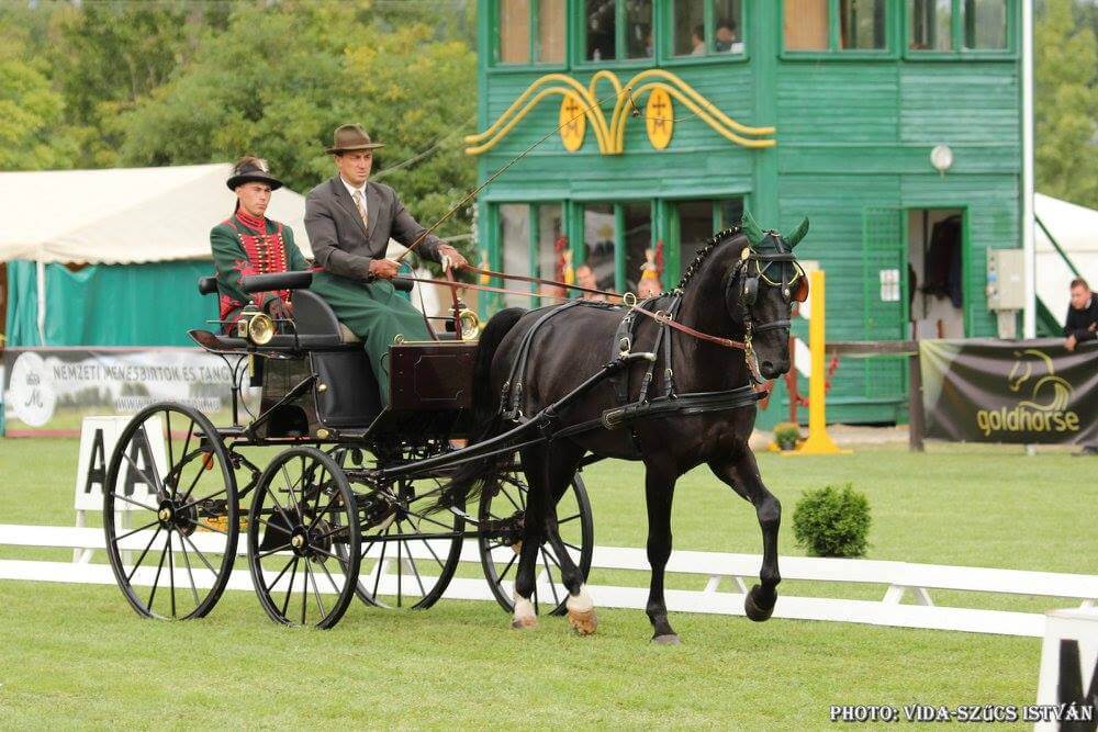 Véget ért az 5 éves fiatal fogatlovak kvalifikációs versenye