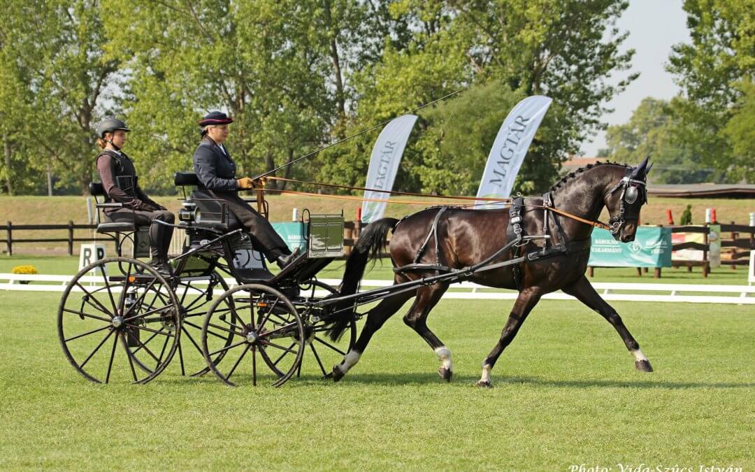 German dominance in dressage – 5 and 6 year old young horses