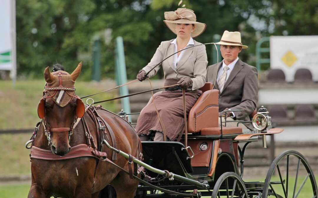 ENFANDO P: very precise! – 7 YEAR OLD YOUNG HORSES