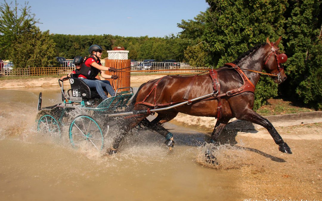 ENFADO P is the winner – 7 year old young horses