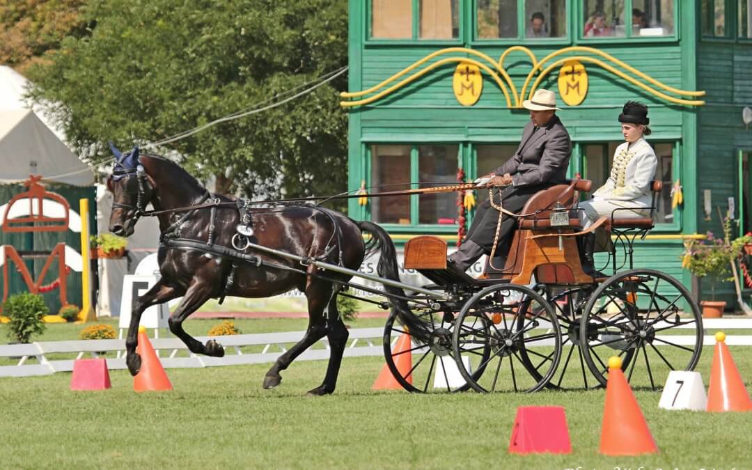 FURIOSO XXXVI-56 (Furioso North Star, bay, male) – 6 year old young horse – Sági József