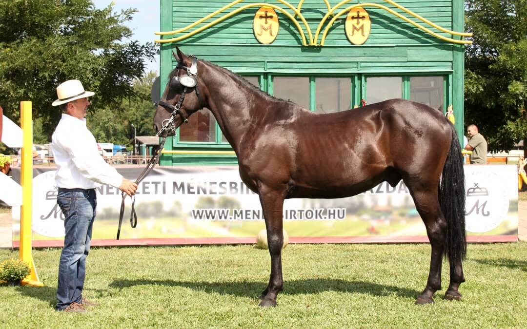 Ördög (Lipizzaner) – 5 year old – Gáspár Zoltán