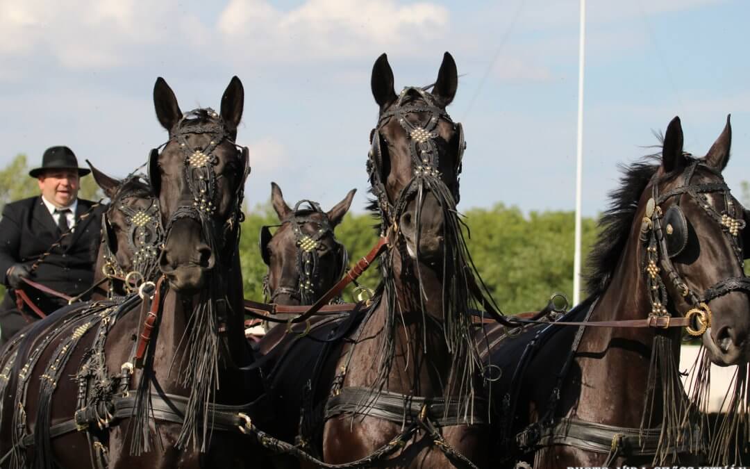 III. Fiatal Fogatlovak Világbajnoksága – Megnyitó – Nonius fogatsor