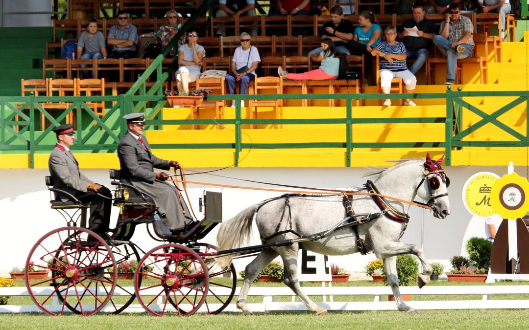 Osztrák továbbjutó a 7 éves fiatal fogatlovaknál