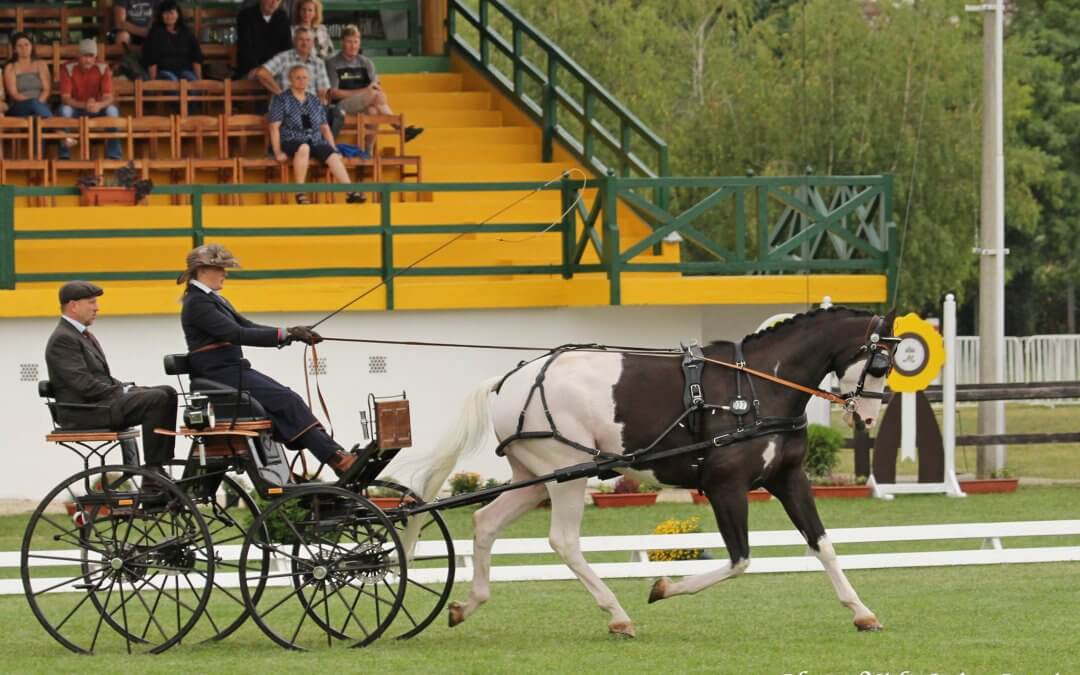 SKY-DWELLER volt a legjobb a 6 éves fiatal lovaknál