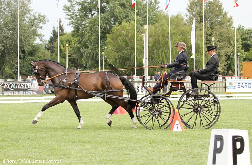 Tischer wins with two horses – 6 YEAR OLD YOUNG HORSES