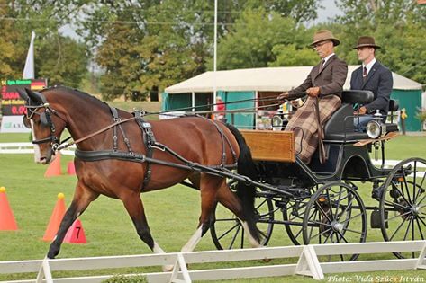 Germans on the top – 5 YEAR OLD YOUNG HORSES