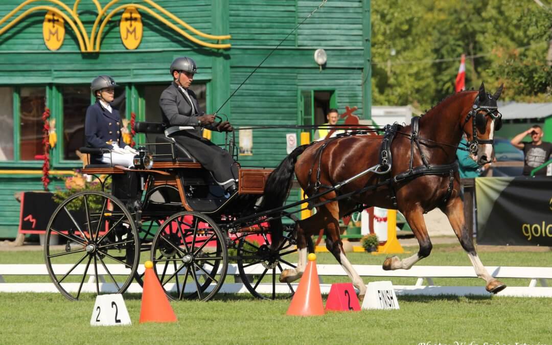 FEI WORLD DRIVING CHAMPIONSHIPS 2017 FOR YOUNG HORSES MEZŐHEGYES 5 years 2nd Round Final Result