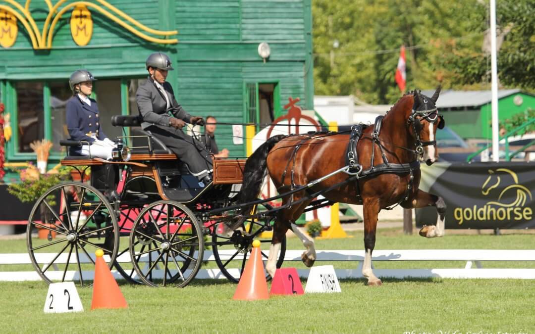 5 éves lovak kvalifikáció – 2 kör