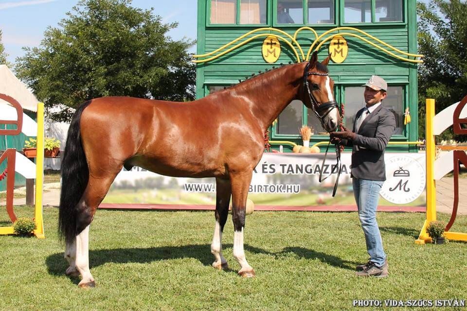 Handro (KWPN) – Bay, Gelding – 5 year old – Cristiano Cividini (ITA)