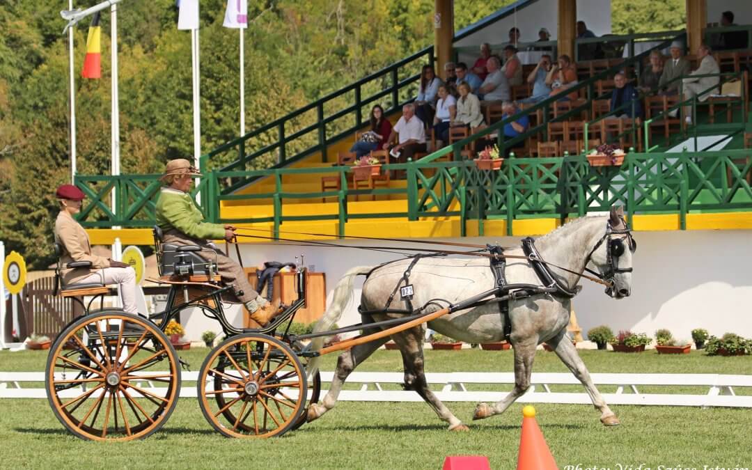 Two Lipizzaners in the final – 6 AND 7 YEAR OLD YOUNG HORSES