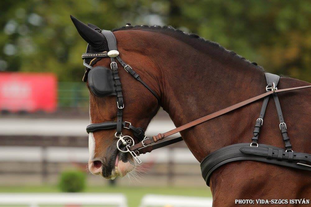 Új és különleges pálya és a szabályok
