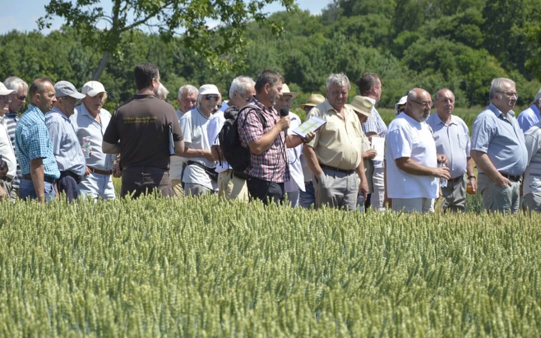 Búza fajtabemutató 2017. június 13.
