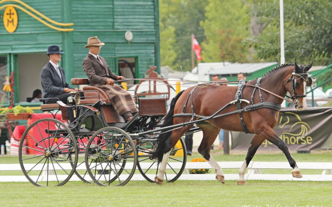 FEI WORLD DRIVING CHAMPIONSHIPS 2017 FOR YOUNG HORSES MEZŐHEGYES 5 years Final Result SEPT. 9.