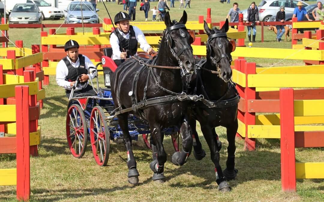 Lovastörténelmi mezőhegyesi siker