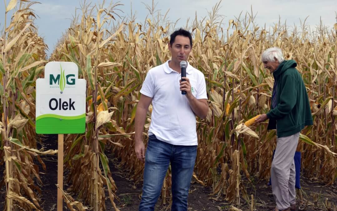 Kukorica napraforgó fajtabemutató 2017. szeptember 12.