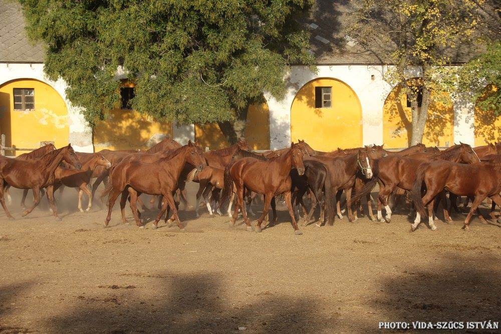 Megérkezett a teljes Gidrán állomány Mezőhegyesre