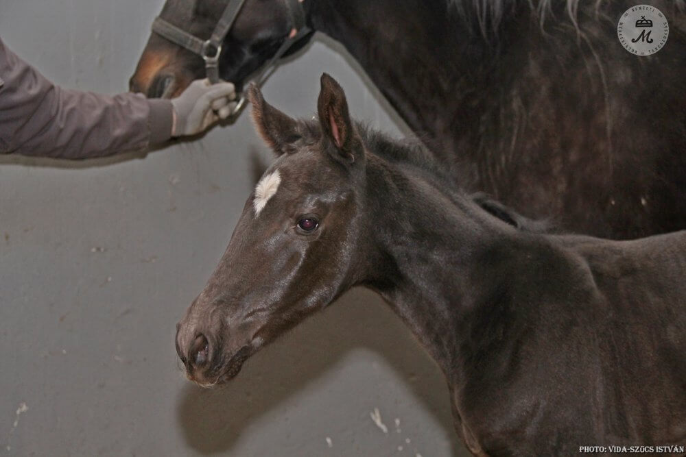 Megszületett az idei év első csikója Mezőhegyesen