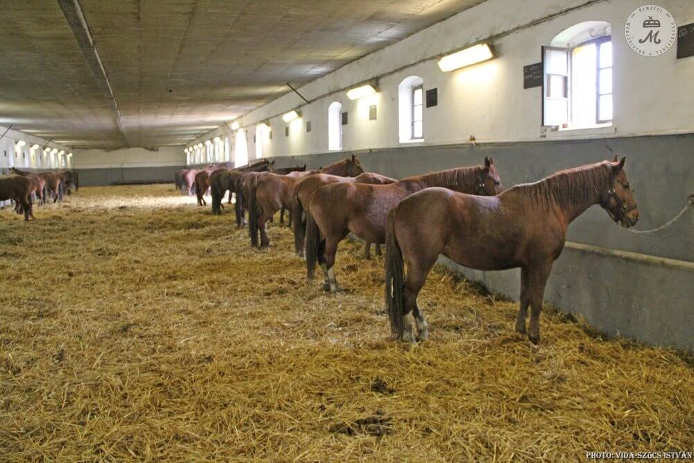 Gidrán Párosítási Szemlét rendeztünk