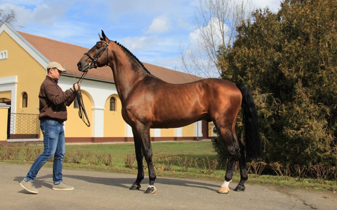 A holland fedező mén, L’ESPRIT Mezőhegyesen