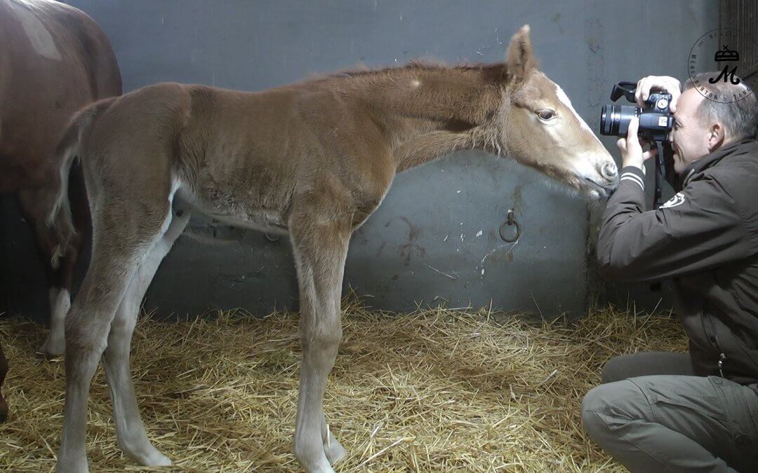 Hatvan év után megszületett az első gidrán csikó Mezőhegyesen