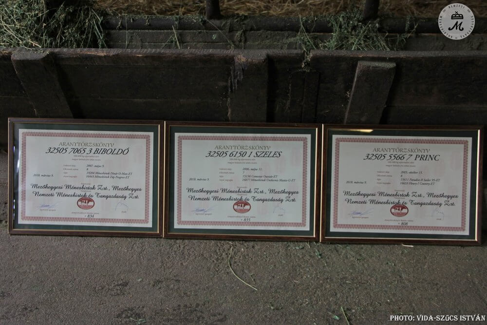 Három mezőhegyesi tehén került az arany törzskönvbe