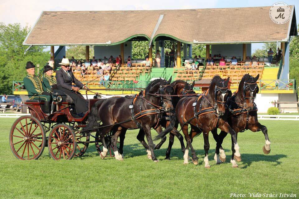 Dobrovitz: Fantasztikusan mentek a lovaim