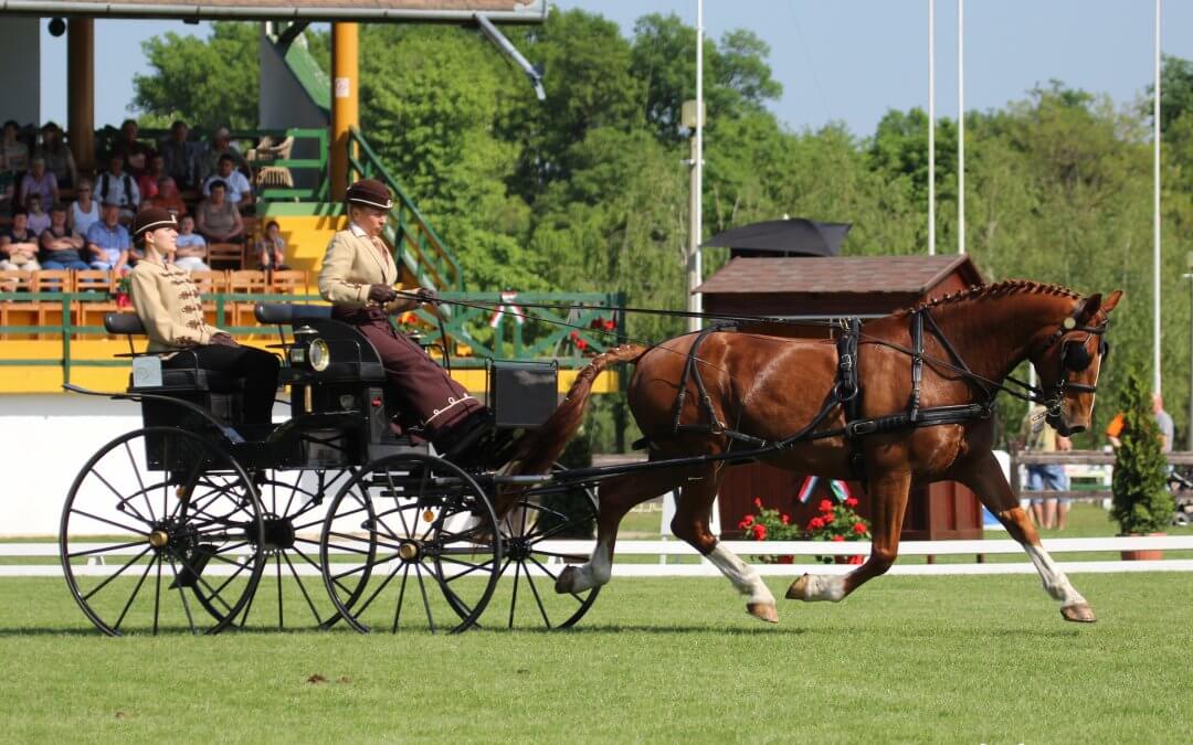 Holtversenyben második Gáspár Szilvia az egyesfogathajtóknál