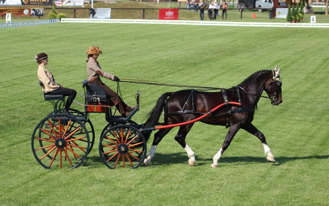 Nyúl Katalin nyerte a díjhajtást az egyesfogathajtóknál