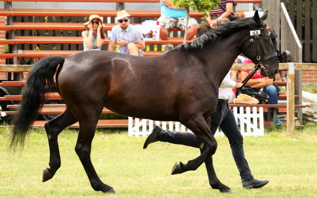 Sikerek Hódmezővásárhelyen