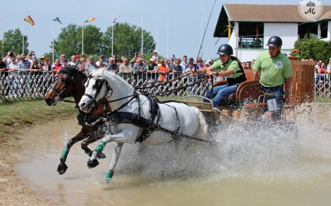 Nemzetközi Fogathajtó Verseny 2018 harmadik nap összefoglaló