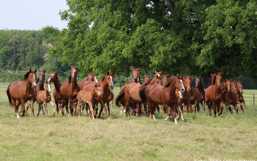 6 évtized után a mezőhegyesi legelőkön a gidrán ménes