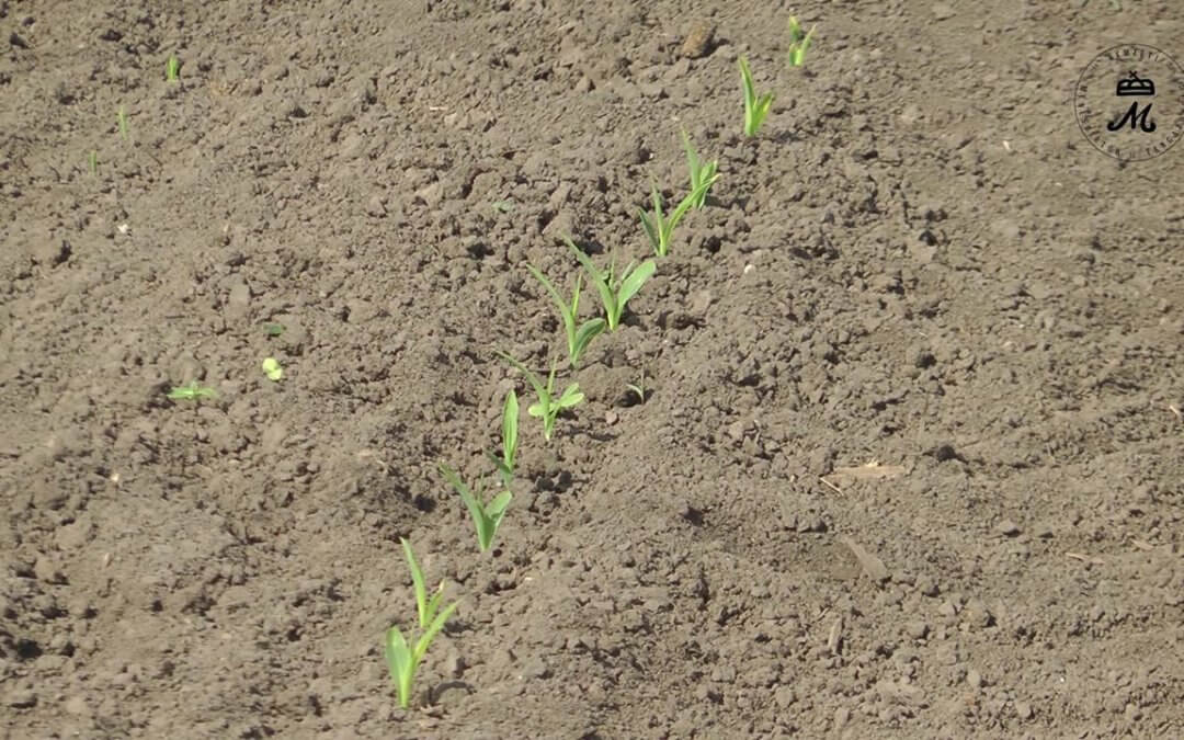 Öntözés-fejlesztésben is gondolkodunk