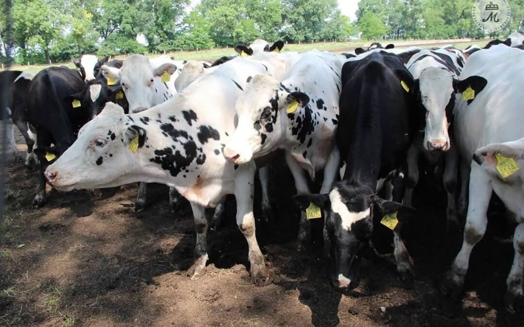 Új szaporítási eljárás a holstein-fríz szarvasmarháknál