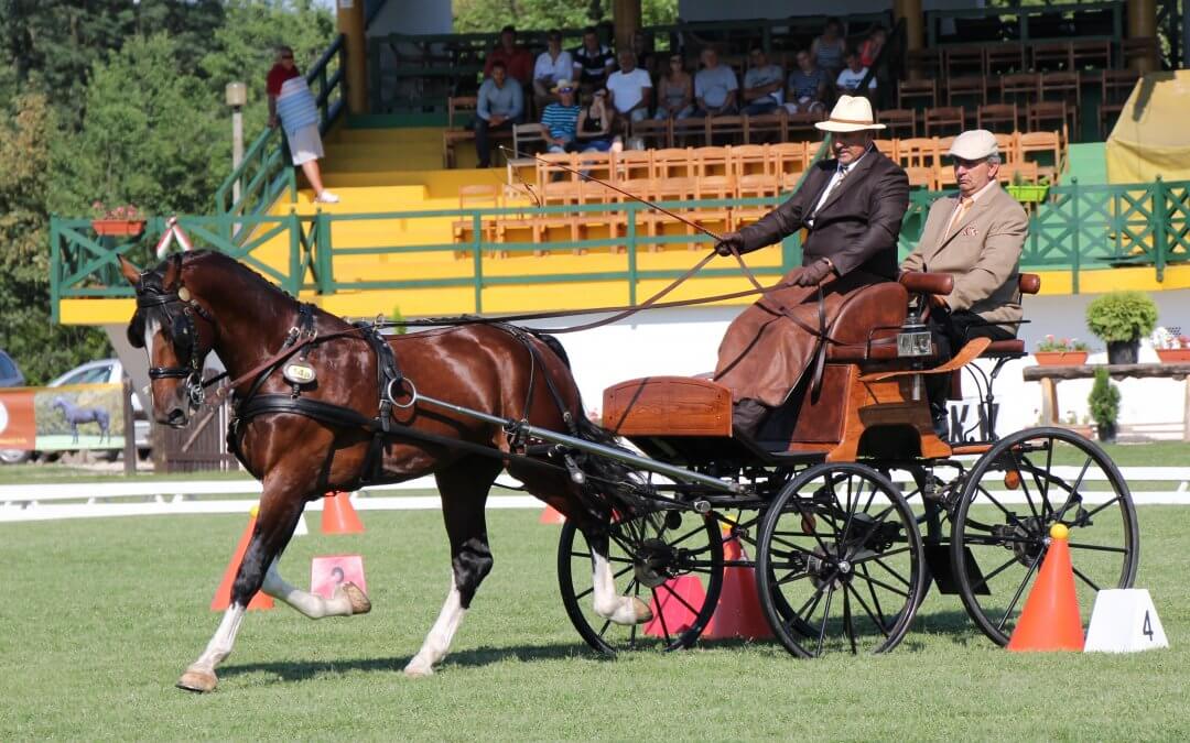 Nemzeti Fogathajtó Verseny Mezőhegyes 2018