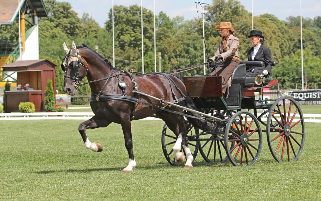 Nyúl Katalin nyert az egyesfogathajtóknál