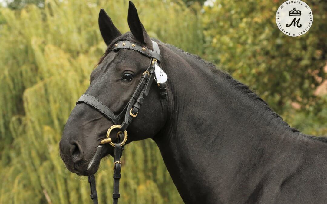 Mezőhegyes büszkesége