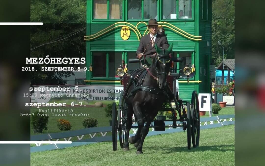 IV. FIATAL FOGATLOVAK VILÁGBAJNOKSÁGA – HIVATALOS SPOT