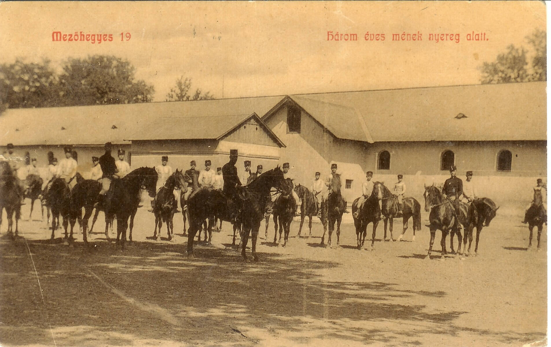 3 éves mének a nyereg alatt
