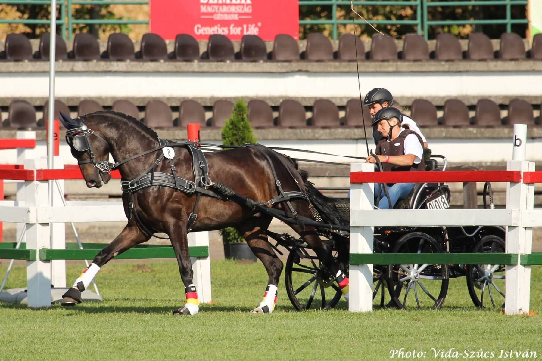 5 éves fiatal fogatlovak 2017-es világbajnoka, DA VINCY. Hajtója Bettina WINKLER (GER).