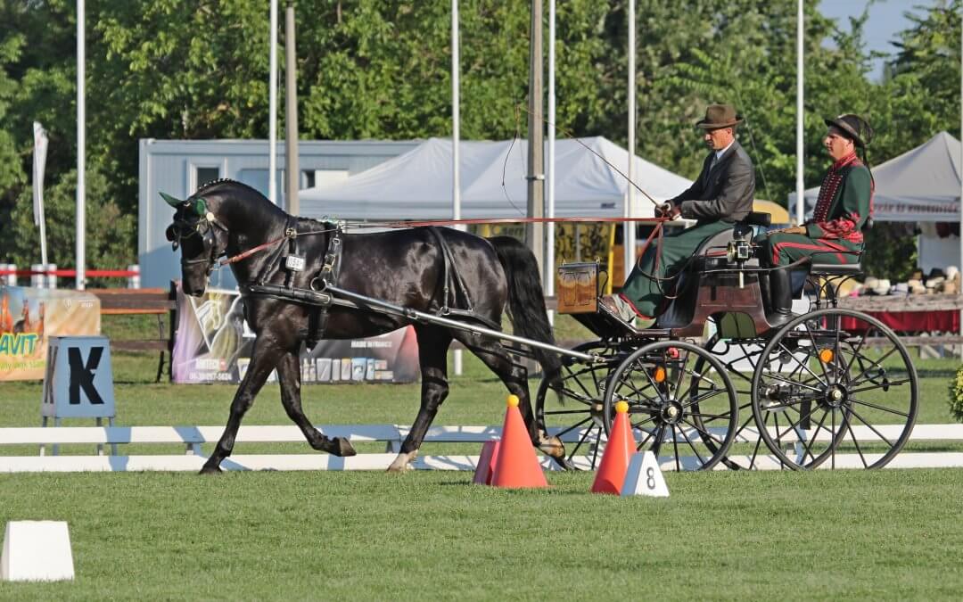 Jól halad a hazai fogatok felkészülése a világbajnokságra