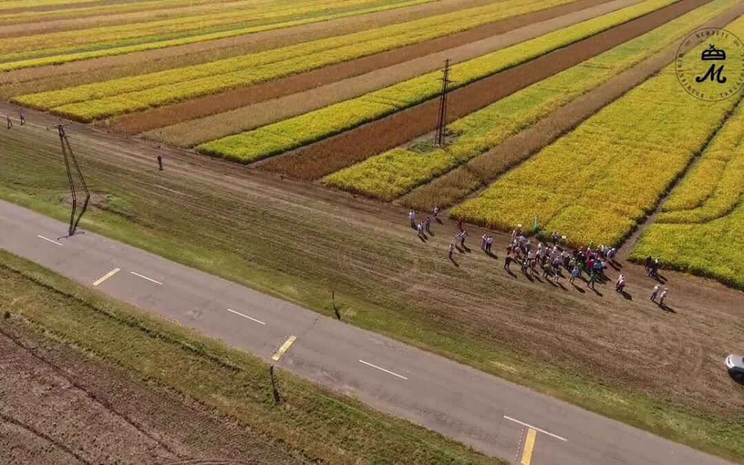 Kukorica és szója fajtabemutatót szerveztünk