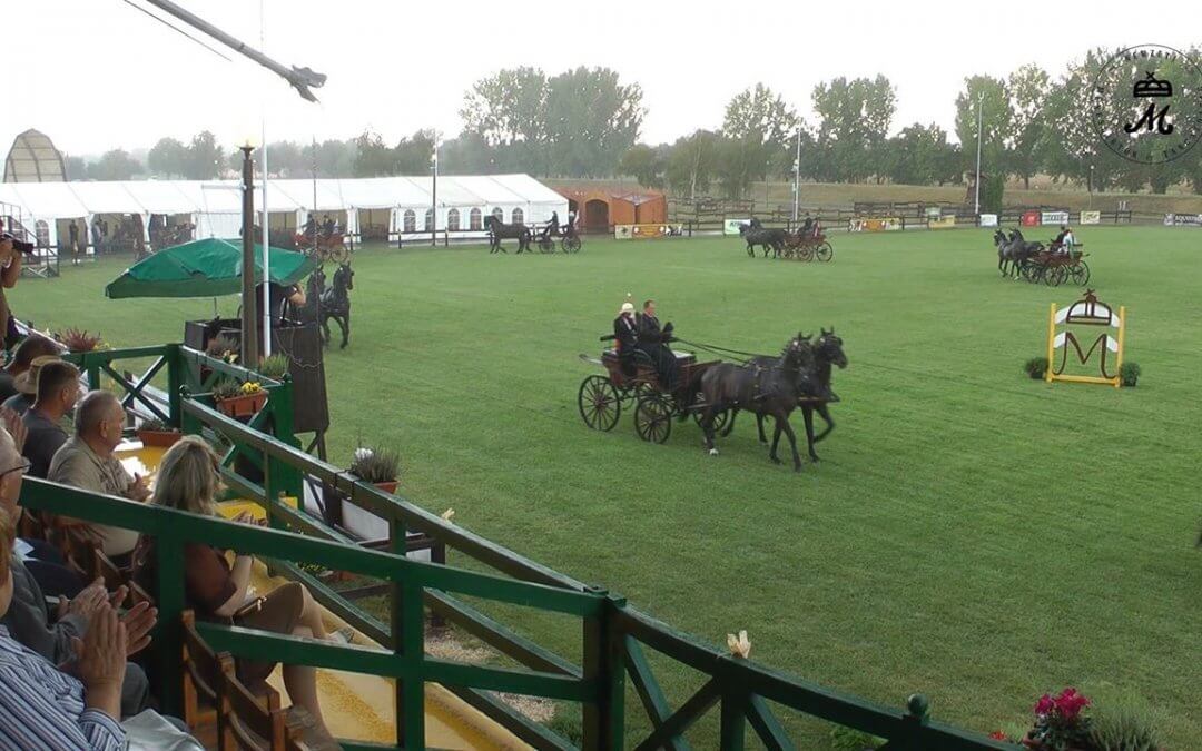 Fugli: Fontos az utánpótlás kérdése a fiatal lovaknál is