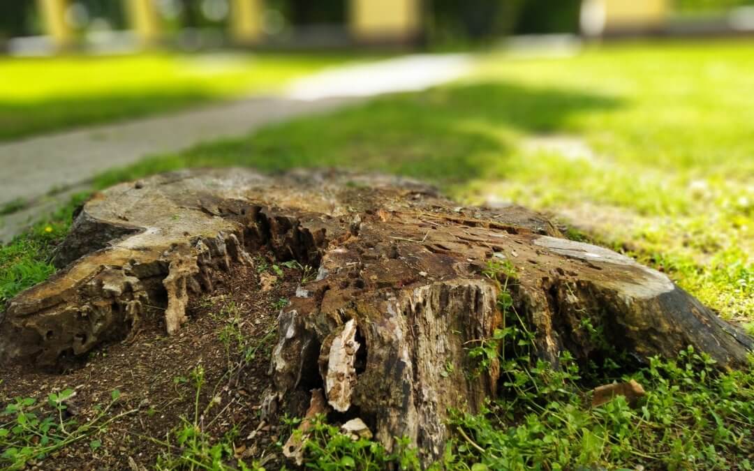 A ménesudvar apró kincse: óriás-tőrösdarázs