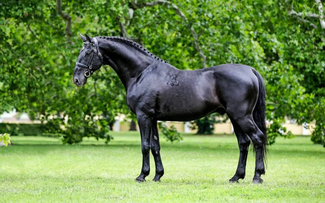Nonius Lótenyésztő Országos Egyesület – Ménfotózás Mezőhegyesen