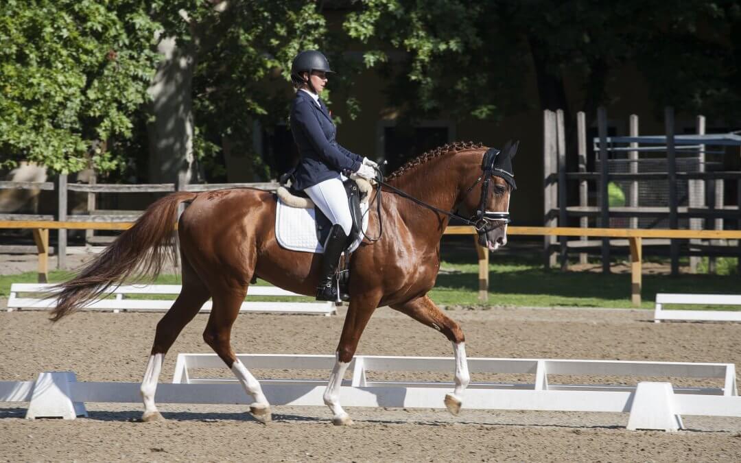 Díjlovas verseny CDN-A*/B, Kruzsicz József emlékverseny